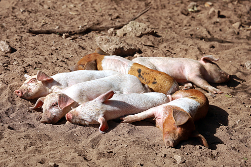 A group of sleeping little piglets on sandy dry ground on the farm, young pigs lie in the sun.