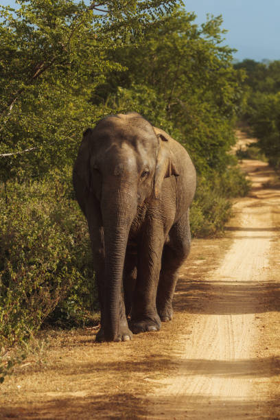 istock Elephant on the Road During Safari Tour 1673577306