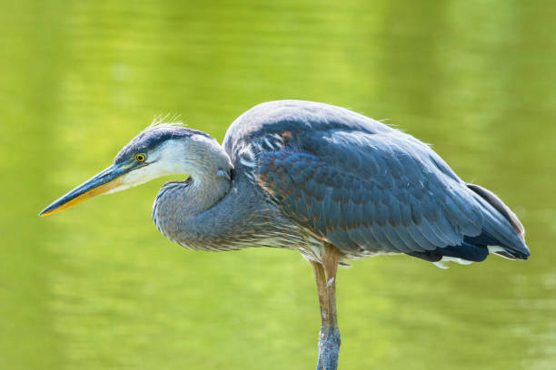 istock Great blue heron in a pond, Ardea Herodias 1673584217