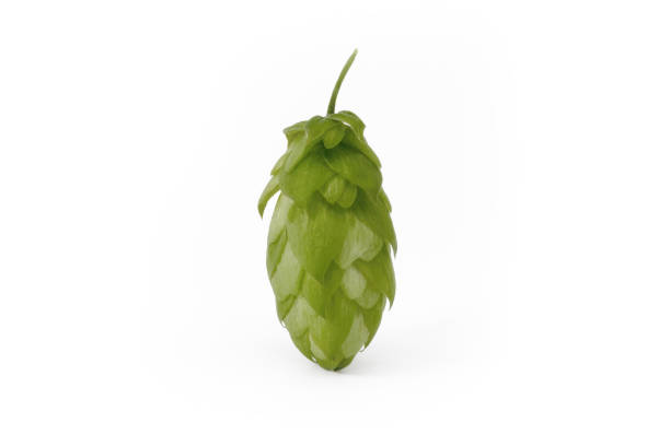 Green fresh hop head - variety Kazbek - fruit of the Czech hop plant (Humulus lupulus) on white background, Zatec in Czech Republic.