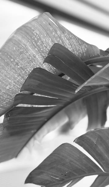 istock Black and White Bird of Paradise Flower Leaf 1673595504