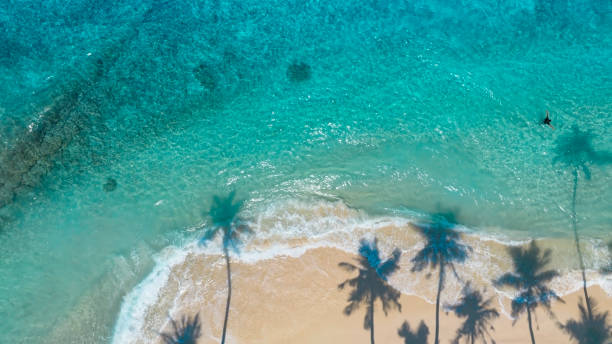 istock Summer palm tree  and Tropical beach with blue  sea background 1673600896