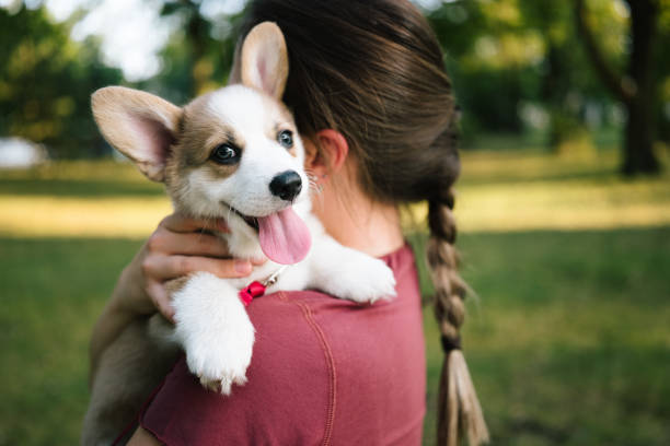 istock Portrait: young woman with corgi puppy on arms 1673604191