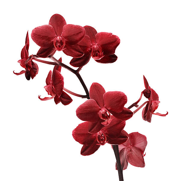 istock isolated bright red orchid flower branch 167360840
