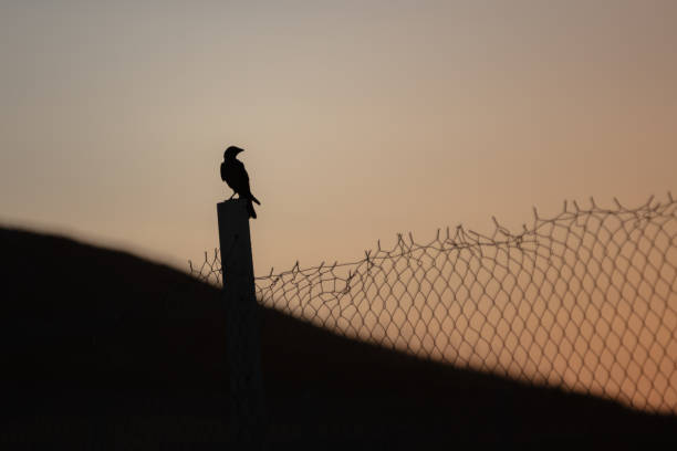 A crow silhouette at sunset in village.