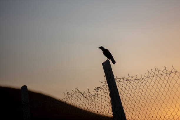 A crow silhouette at sunset in village.