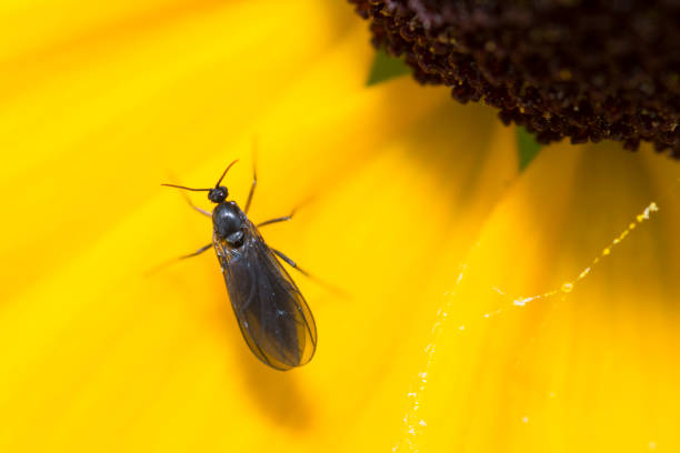 Dark-winged fungus gnat on a flower petal, Sciaridae Selective focus on a dark-winged fungus gnat on a flower petal, Sciaridae sciaridae stock pictures, royalty-free photos & images