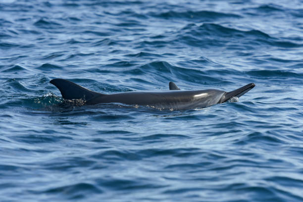 istock View of a dolphin in the indian ocean 1673624079