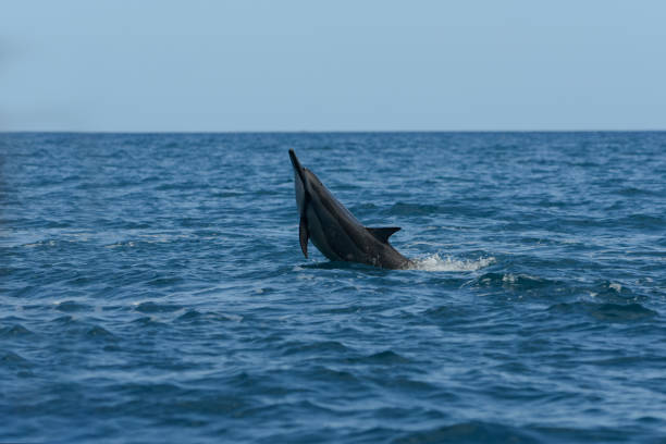 istock View of a dolphin in the indian ocean 1673624082