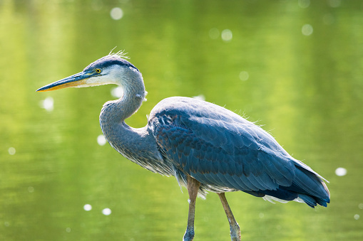 Selective focus on a Great blue heron in a pond, Ardea Herodias