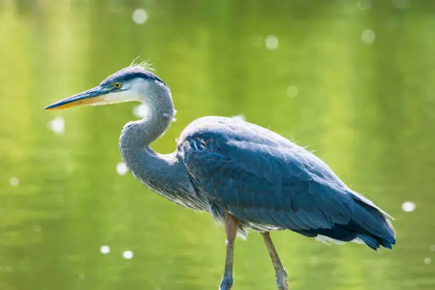 Photo of Great blue heron in a pond, Ardea Herodias