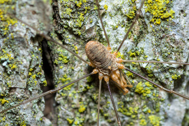 istock European Harvestman on a tree trunk, Phalangium Opilio 1673640923