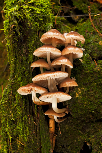 Tower of Mushrooms