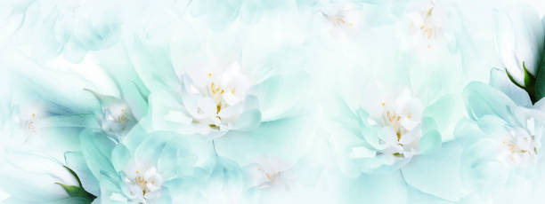 Jasmine   flowers.    Floral spring background.  Close-up.  Nature.