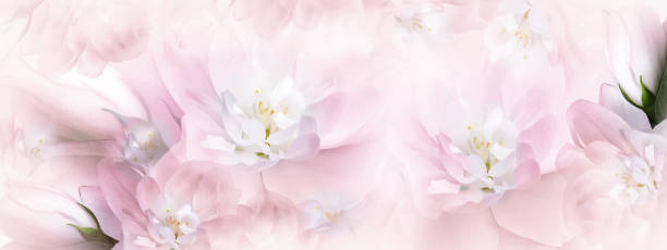 istock Jasmine  white-pink   flowers.  Floral spring background.  Close-up.  Nature. 1673655193