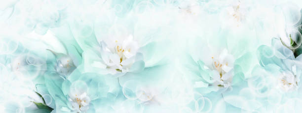 istock Jasmine  white-turquoise  flowers.  Floral spring background.  Close-up.  Nature. 1673655194