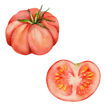 Hand drawn watercolor red tomato vegetable, whole and slice diet, healthy lifestyle, vegan cooking. Illustration single object isolated on white background. Design poster, print, website, card, menu.