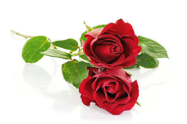 istock beautiful red rose isolated on white 167365893