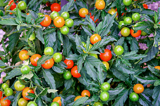 istock Jerusalem cherry Solanum pseudocapsicum, or winter cherry plants, ornamental plant. Nightshade plant with red and orange fruits. 1673659971
