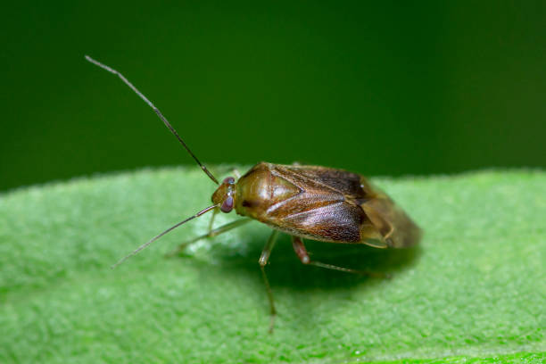 istock Plant bug on a leaf, family Miridae 1673662752