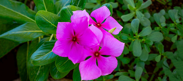 Madagascar Periwinkle pink flower banner in the garden