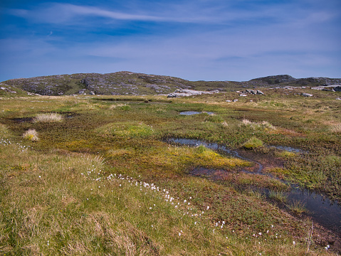 Pristine peat forming wetland on the island of Bernera (Great Bernera) off the north west coast of Lewis in the Outer Hebrides, Scotland, UK. Taken on a sunny day in summer with a blue sky.