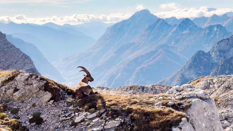 Wildlife shot of an Alpine ibex