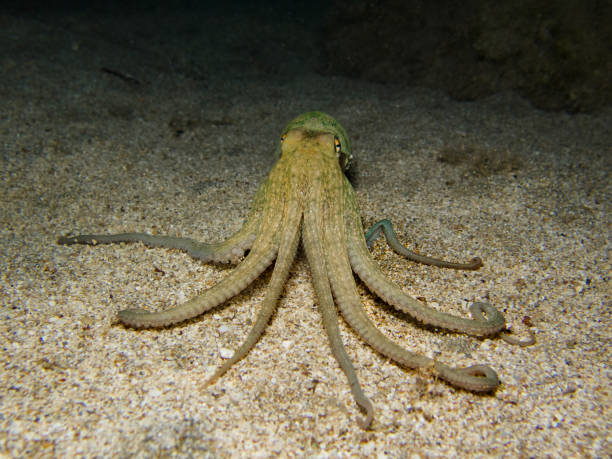 istock Amazing octopus from the Mediterranean Sea 1673685772