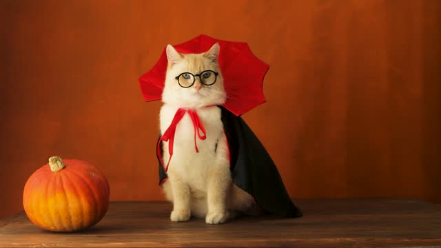 Cat in vampire costume and glasses looking around, Halloween, orange background