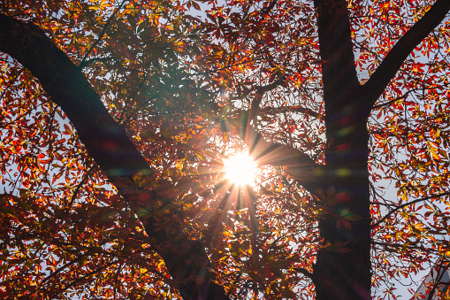 Autumn in the city. Sunshine rays through autumn leaves. Bright autumn landscape. The fall season in downtown. Autumn trees on buildings background. September background. Natural parkland in October.