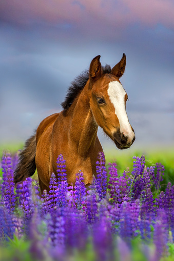 Portrait of a bay foal in lilac lupine flowers