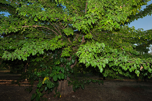 Detail of white mulberry branches at dusk