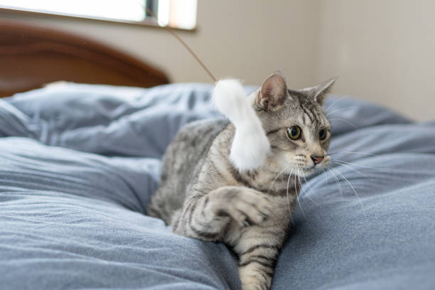istock cat playing with toys 1673717061