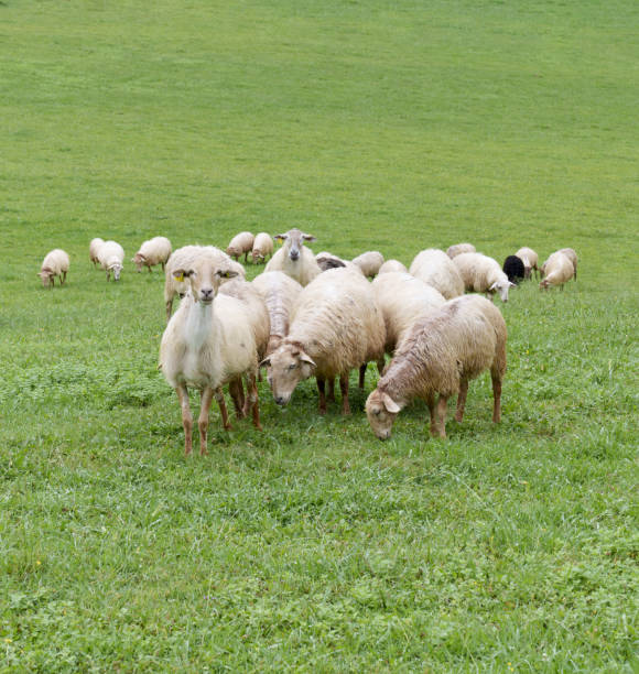 sheep grazing in a green meadow, spain - rebanho de carneiros imagens e fotografias de stock