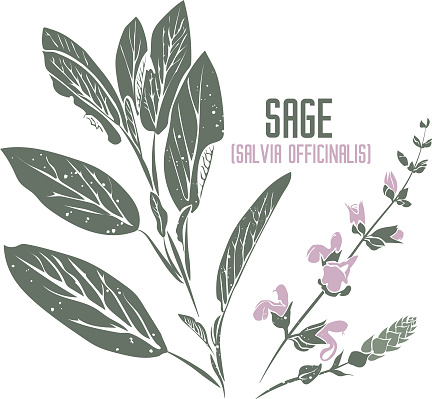 Sage medicinal herb in color vector silhouette. Medicinal Salvia officinalis plant. Set of Salvia officinalis in color image for pharmaceuticals and cosmetology. Medicinal herbs color drawing.