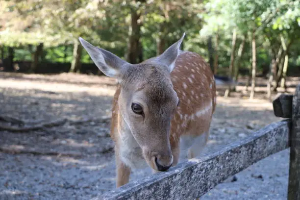 Ein neugieres Damwild