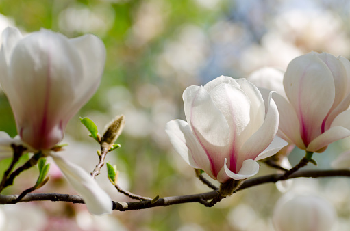 Magnolia in macro