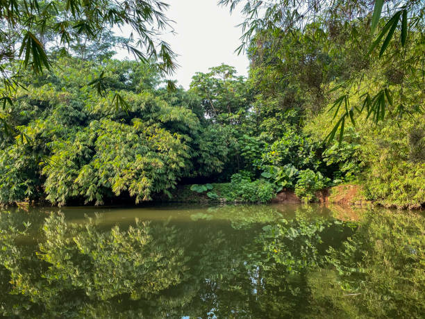 istock The lake with cloudy brown water surrounded by trees against blue sky. 1673754908