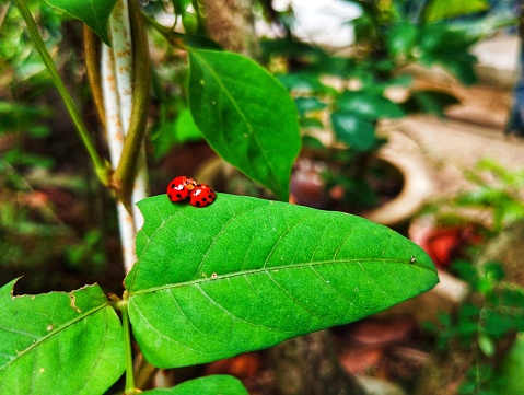 Two ladybugs sitting on a green leaf