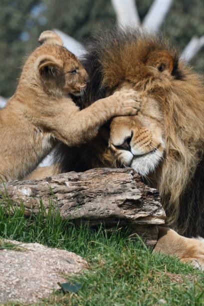 istock Male lion playing with his cub 1673761017