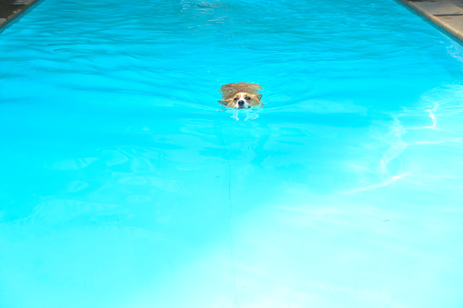 In the blue swimming pool there is a Welsh Corgi Dog (Pembroke) swimming