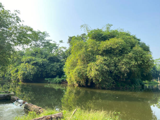istock The lake with cloudy brown water surrounded by trees against blue sky. 1673762108