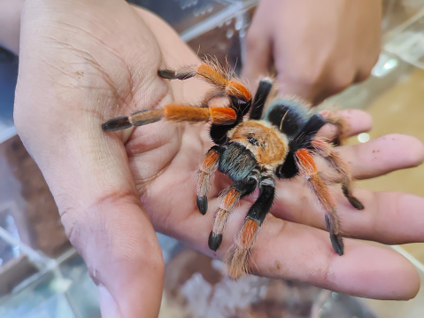 A tame spider resides in the palm of a human's hand