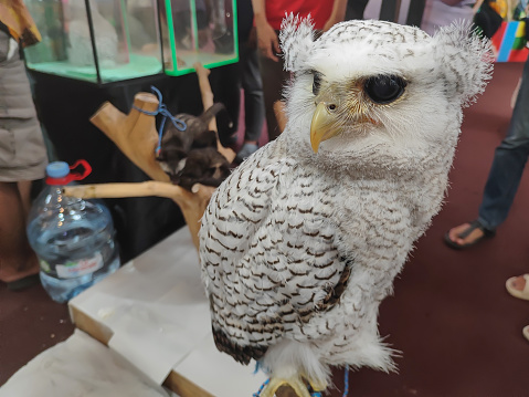Sumatranus white-eyed white owl Bubo is at the bird exhibition, Stock Photo