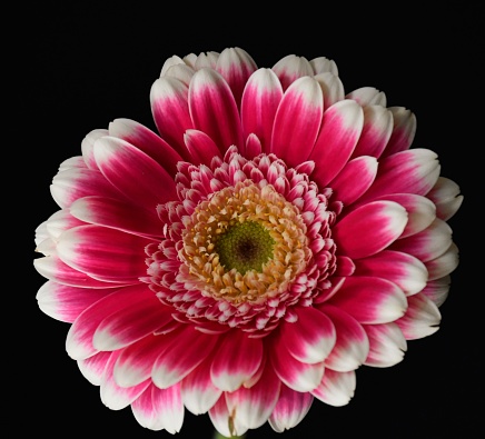 Gerbera flower