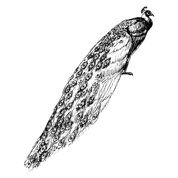 ilustrações de stock, clip art, desenhos animados e ícones de peacock bird with long tail line vector illustration. tropical nature realistic detailed clipart in black and white - peacock feather outline black and white