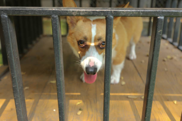 istock Welsh Corgi dog (Pembroke) both eyes looking firmly at the camera 1673777195