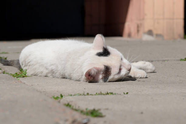 アスファルトの上のホームレスの病気の猫 ストックフォト