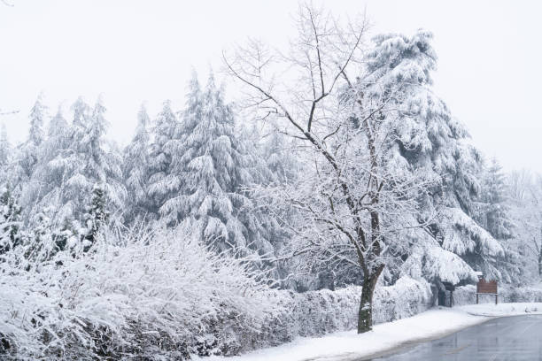 istock Empty road in a winter forest.  Winter landscape with snow-covered trees. 1673797552