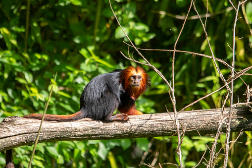 Golden-headed lion tamarin lying on a branch, seen in profile